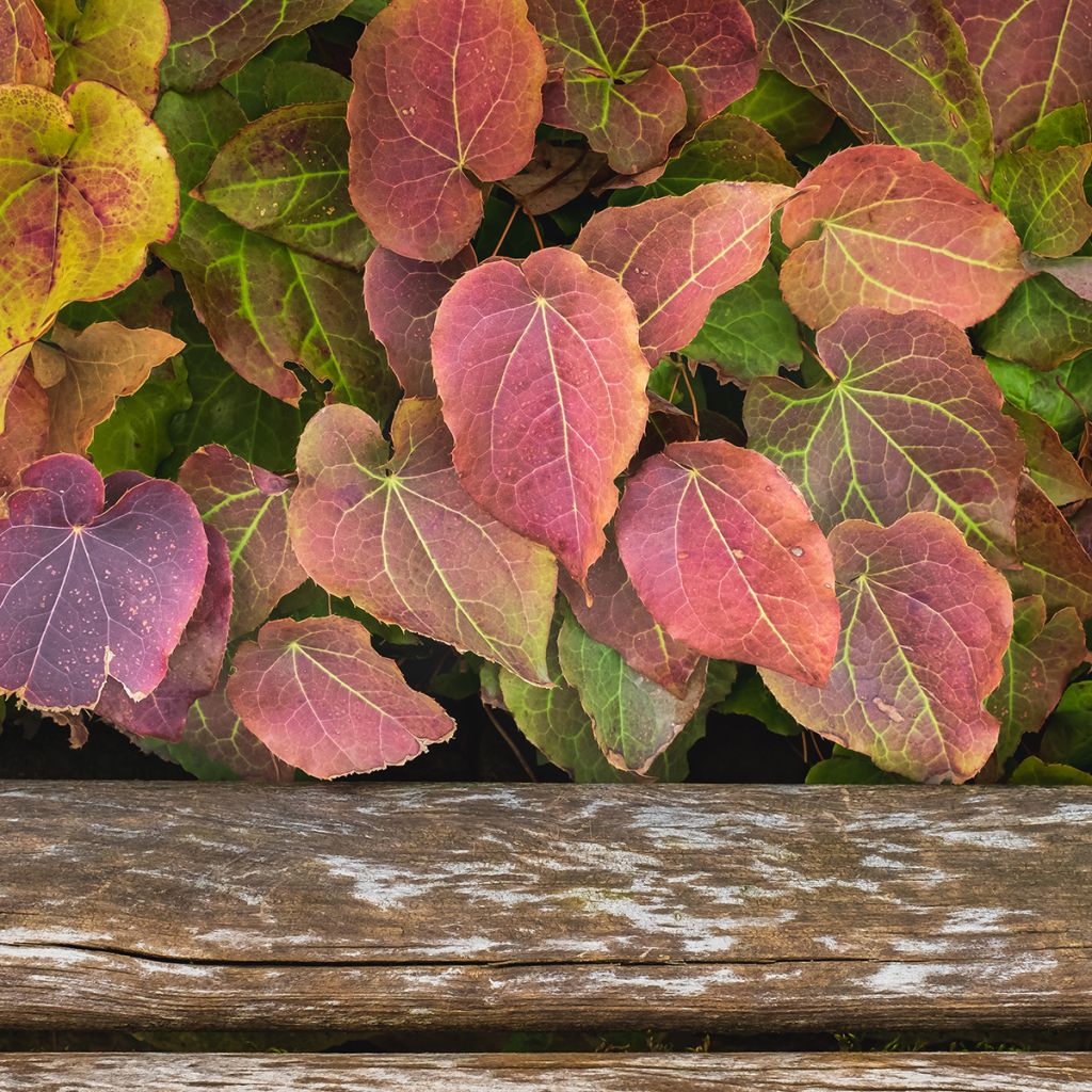 Epimedium rubrum - Fleur des elfes rouge