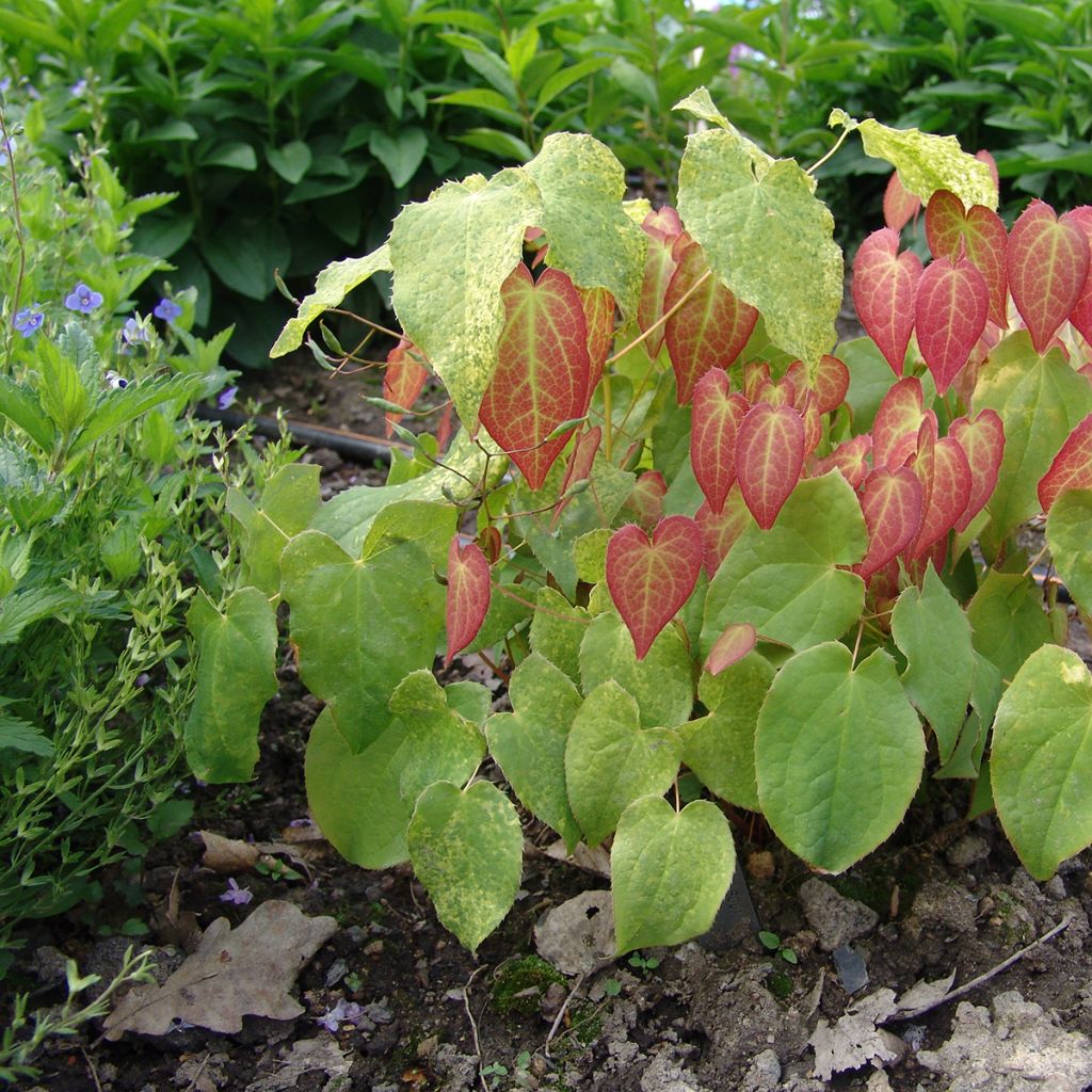 Epimedium rubrum - Fleur des elfes rouge