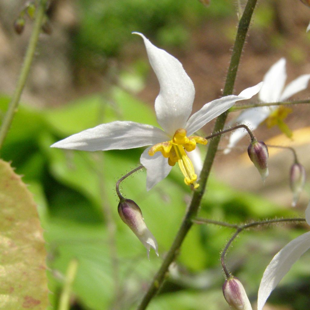 Epimedium stellulatum Wudang Star - Fleur des Elfes