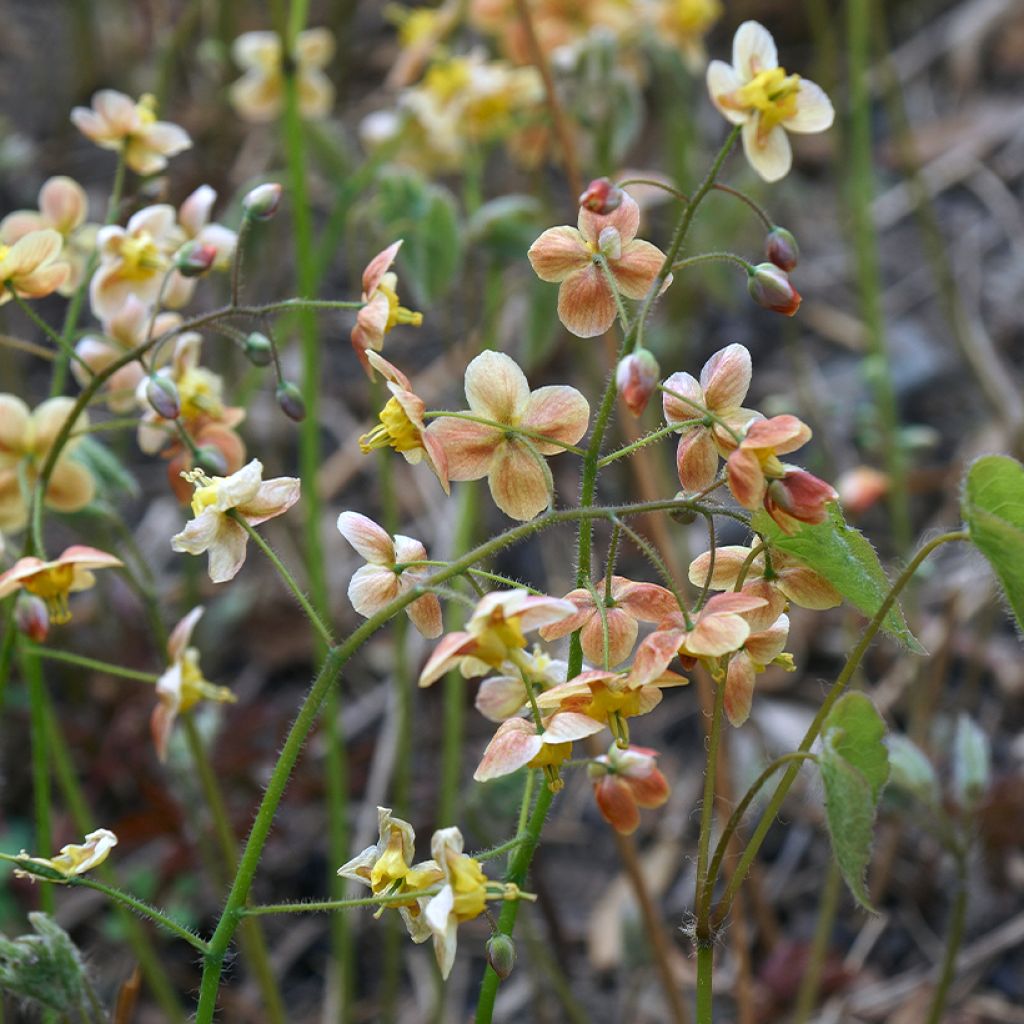 Epimedium warleyense - Fleur des Elfes