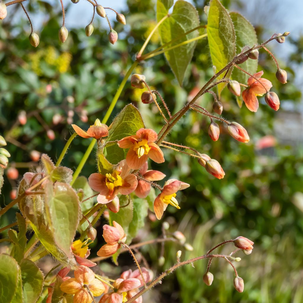 Epimedium warleyense - Fleur des Elfes