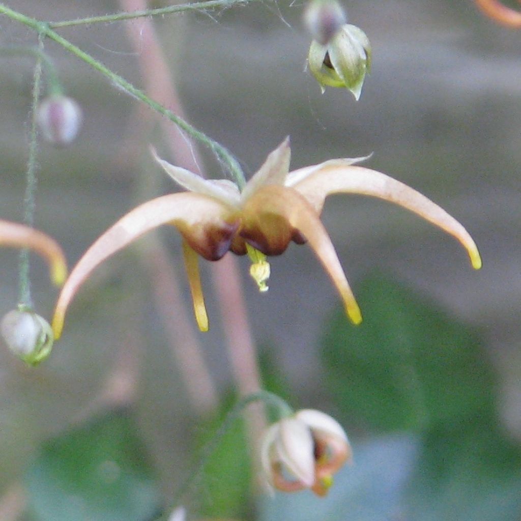 Epimedium wushanense, Fleur des elfes