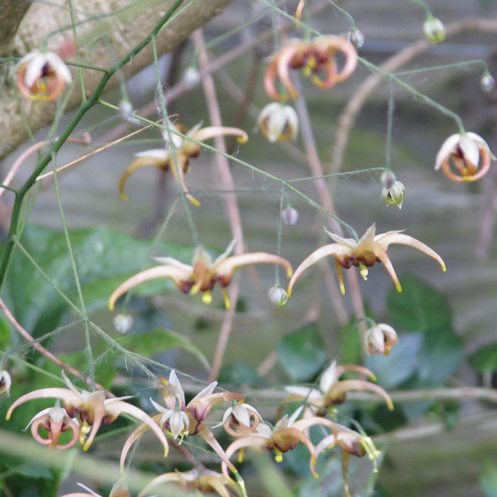 Epimedium wushanense, Fleur des elfes