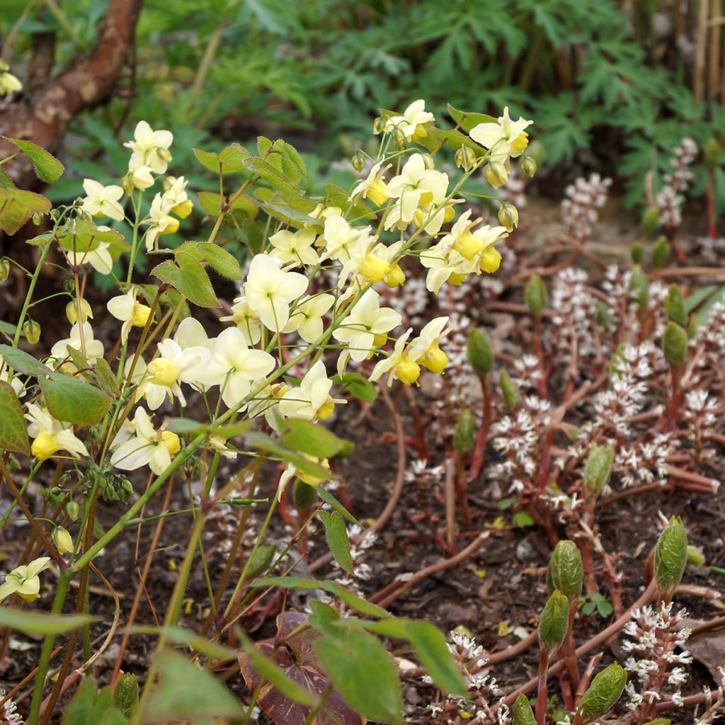 Epimedium x versicolor Sulphureum - Fleur des Elfes