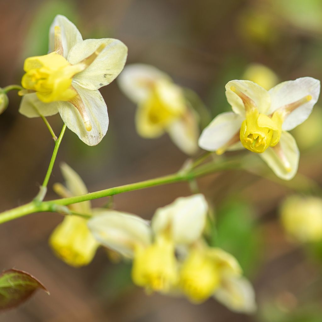 Epimedium x versicolor Sulphureum - Fleur des Elfes