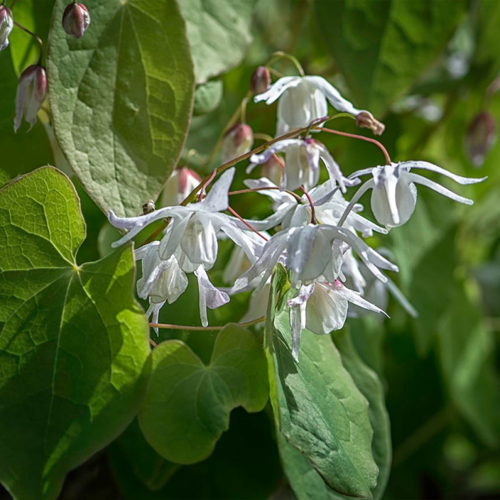 Epimedium youngianum Yenomoto, Fleur des elfes