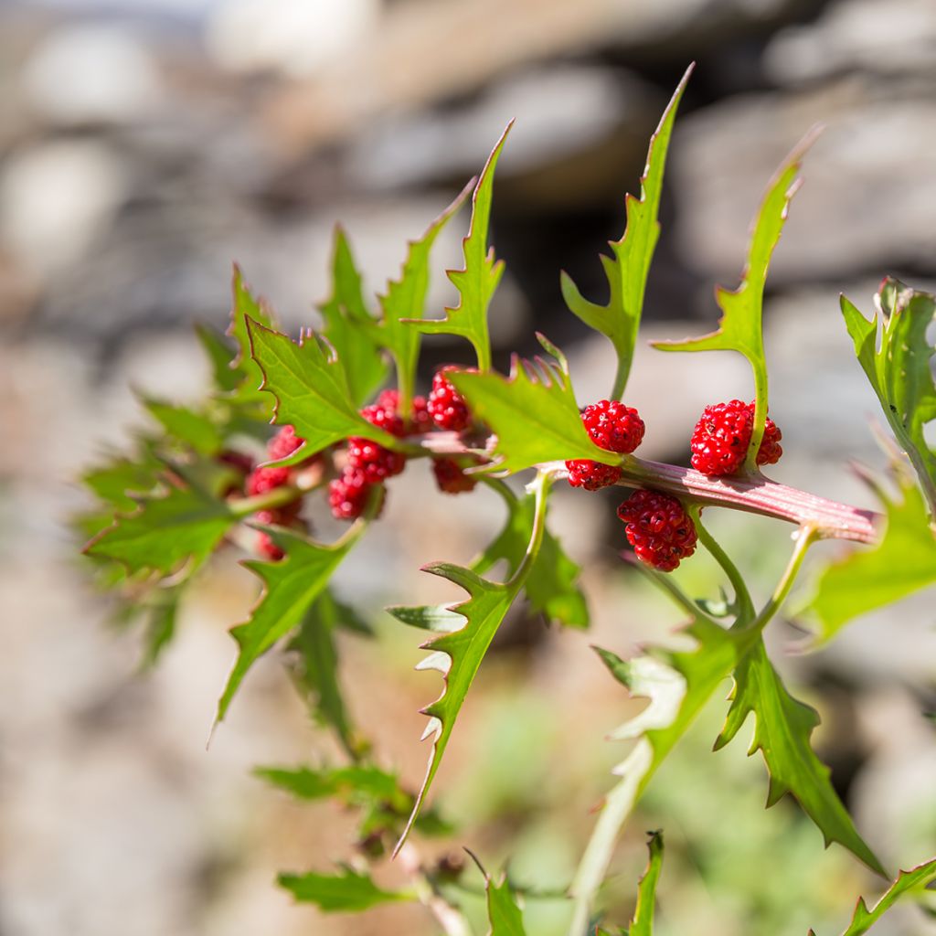 Epinard-fraise - Chenopodium foliosum