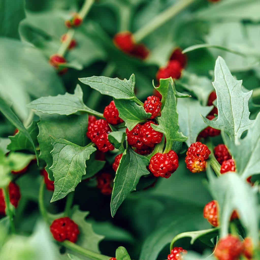 Epinard-fraise - Chenopodium foliosum