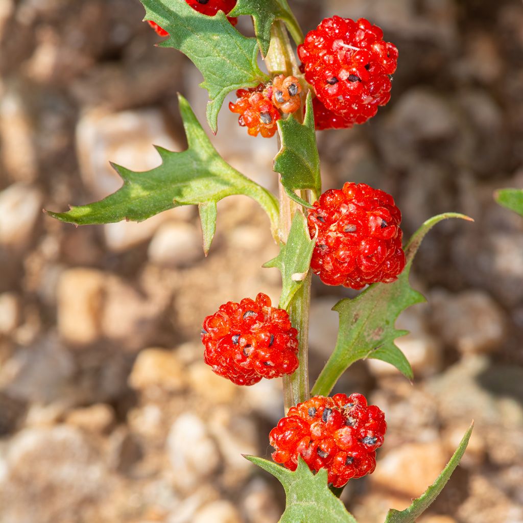 Epinard-fraise - Chenopodium foliosum