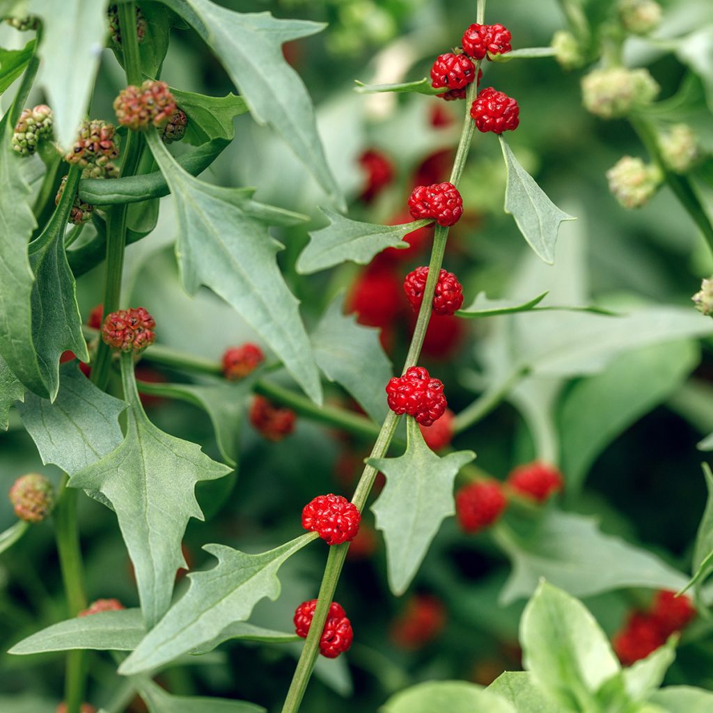 Epinard-fraise - Chenopodium foliosum