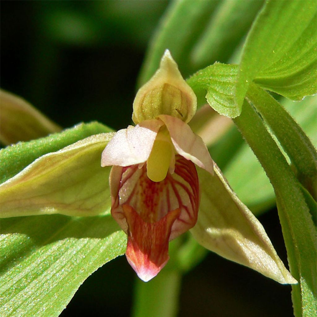 Epipactis gigantea - Helleborine