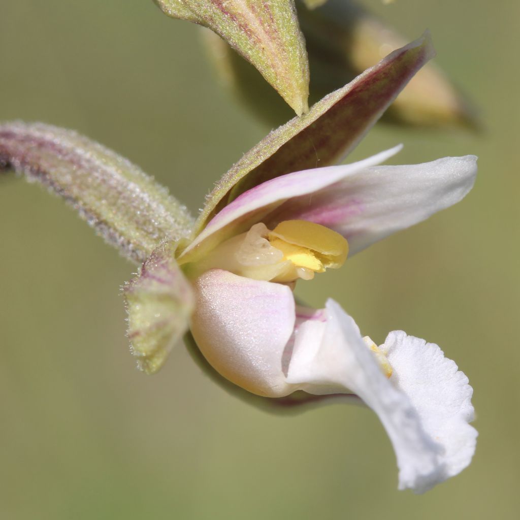 Epipactis palustris, Orchidée des marais