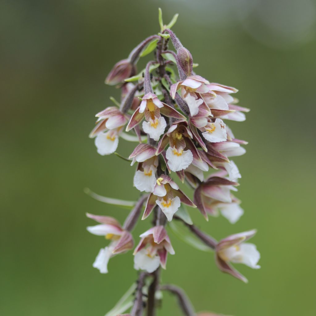 Epipactis palustris, Orchidée des marais