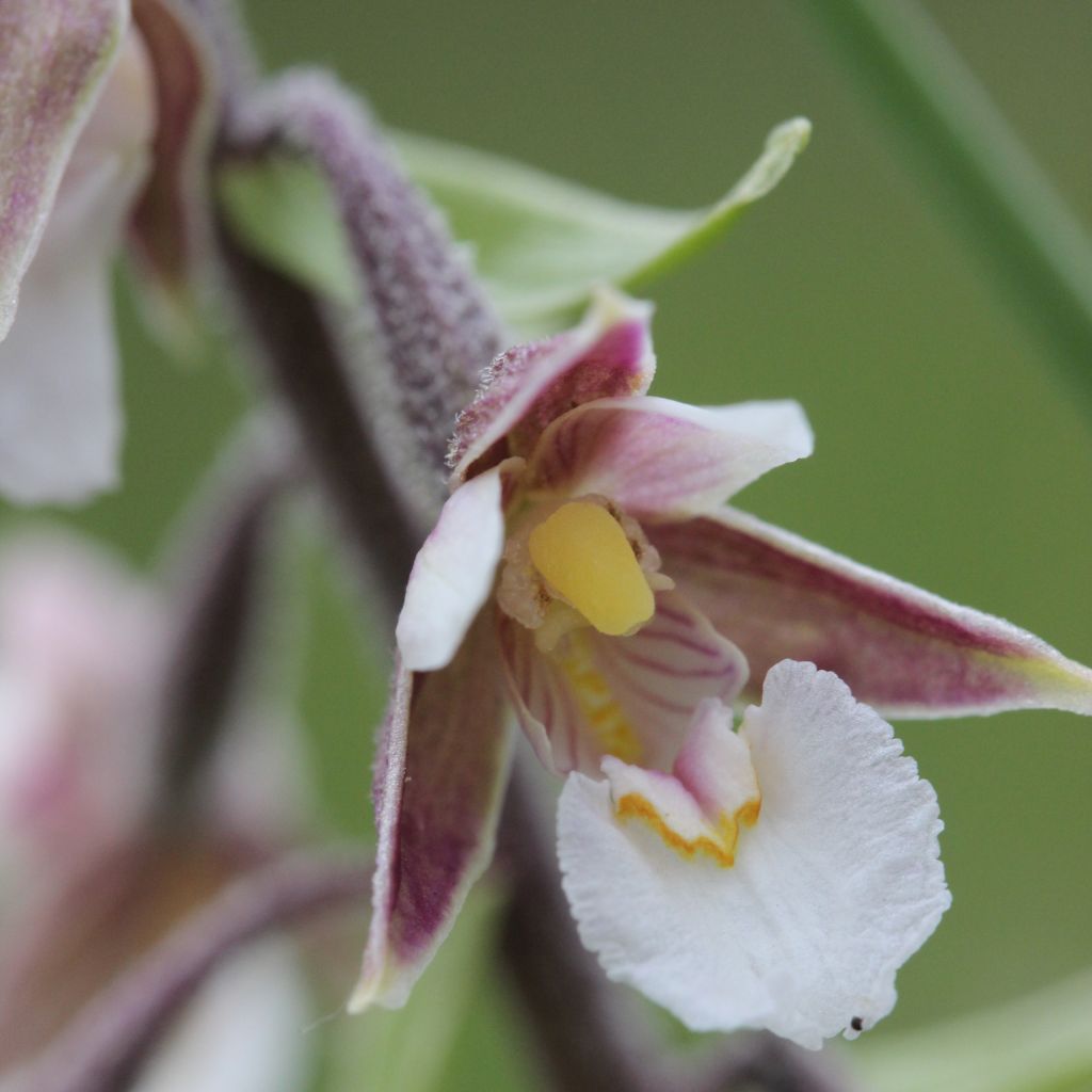 Epipactis palustris, Orchidée des marais