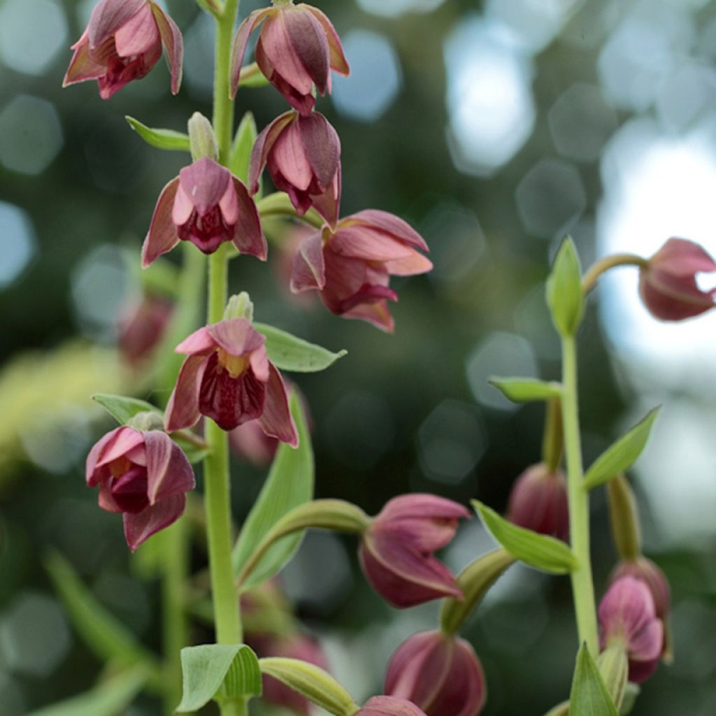 Epipactis royleana - Orchidée de jardin