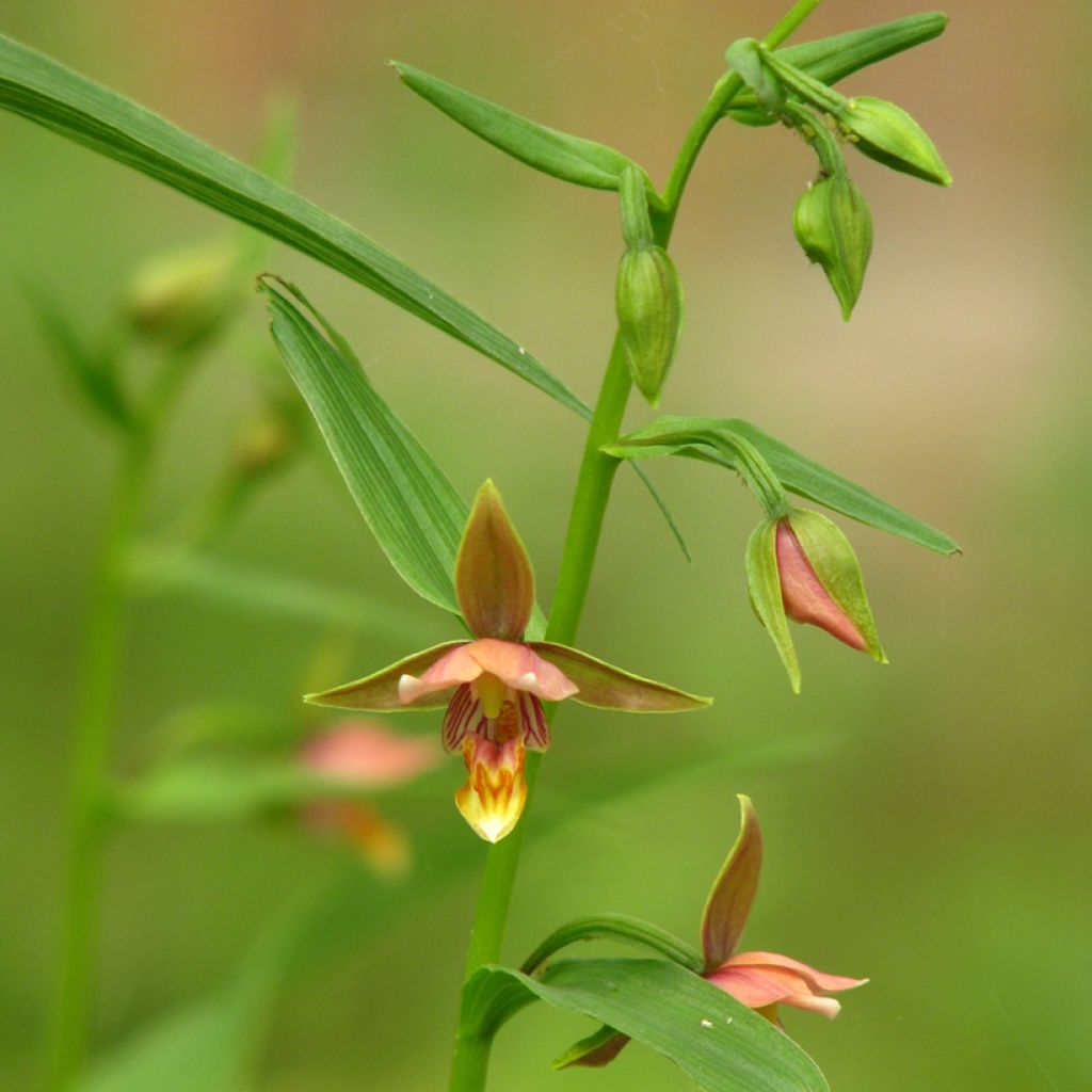 Epipactis thunbergii x gigantea - Orchidée de jardin