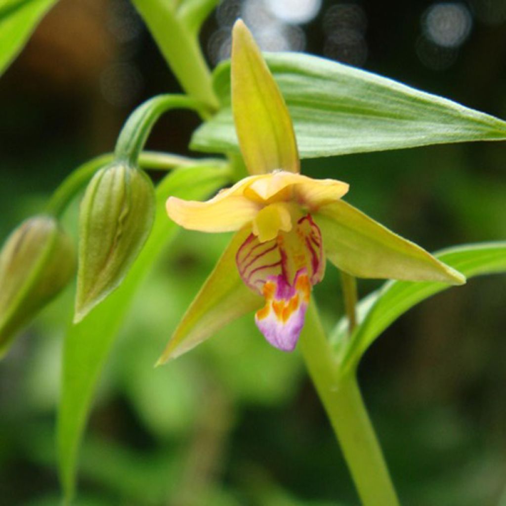 Epipactis thunbergii Yellow - Orchidée de jardin