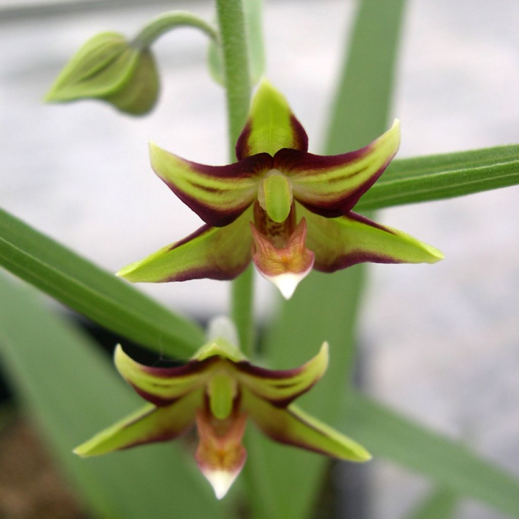 Epipactis veratrifolia - Orchidée de jardin