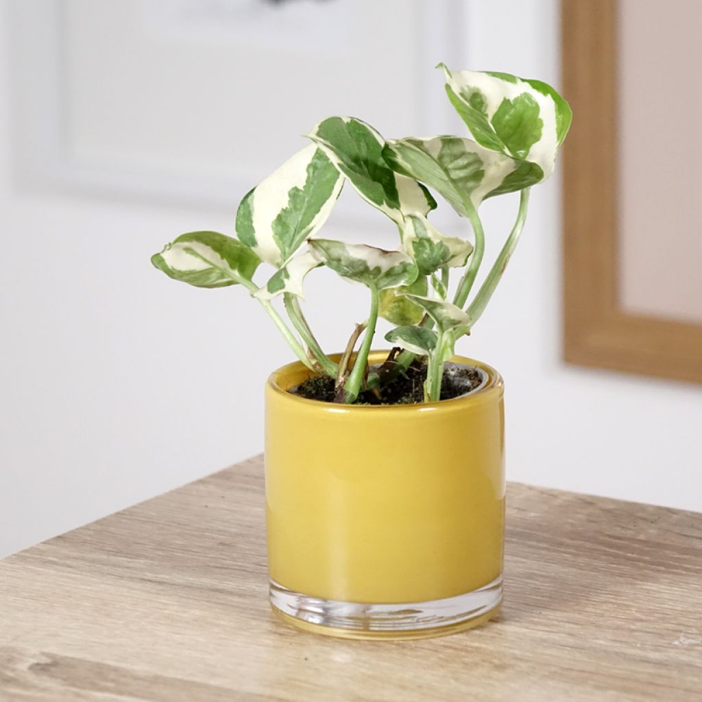 Epipremnum N'joy - Pothos