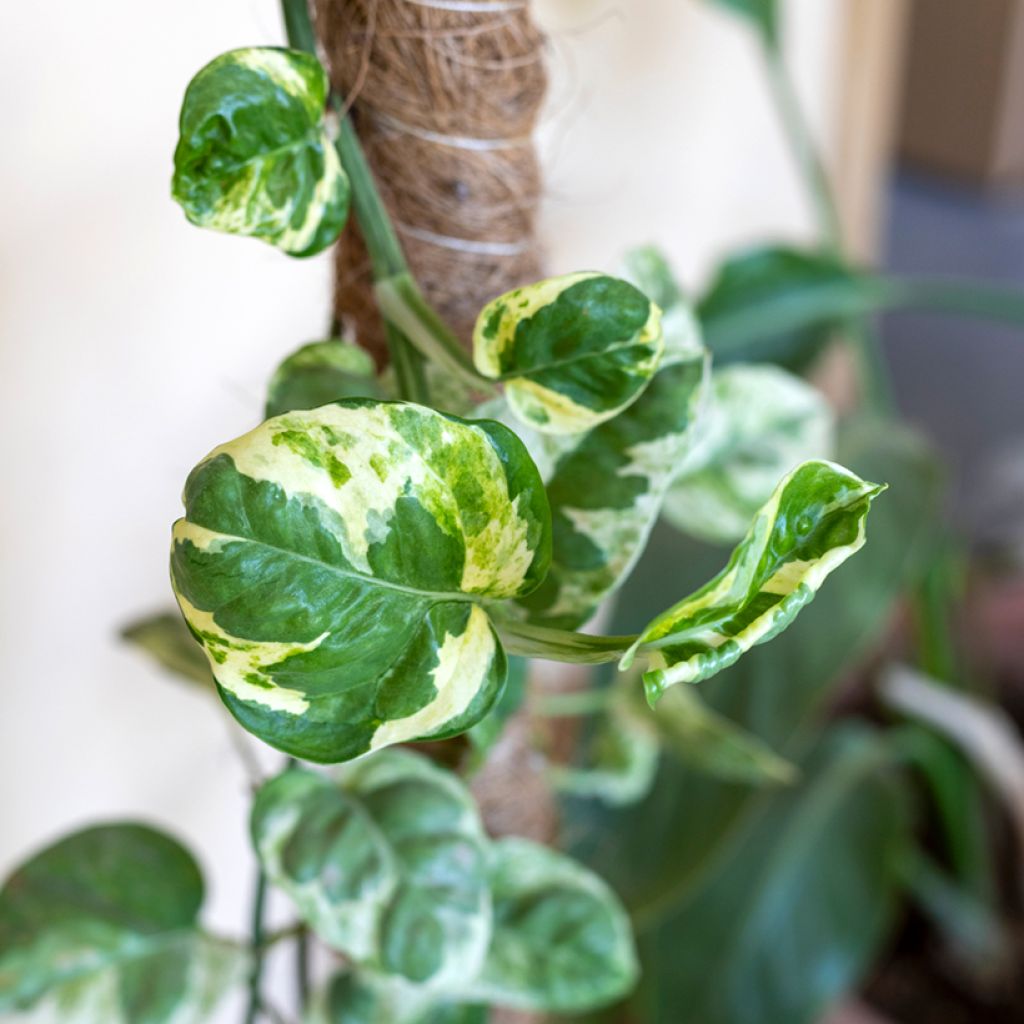 Epipremnum N'joy - Pothos