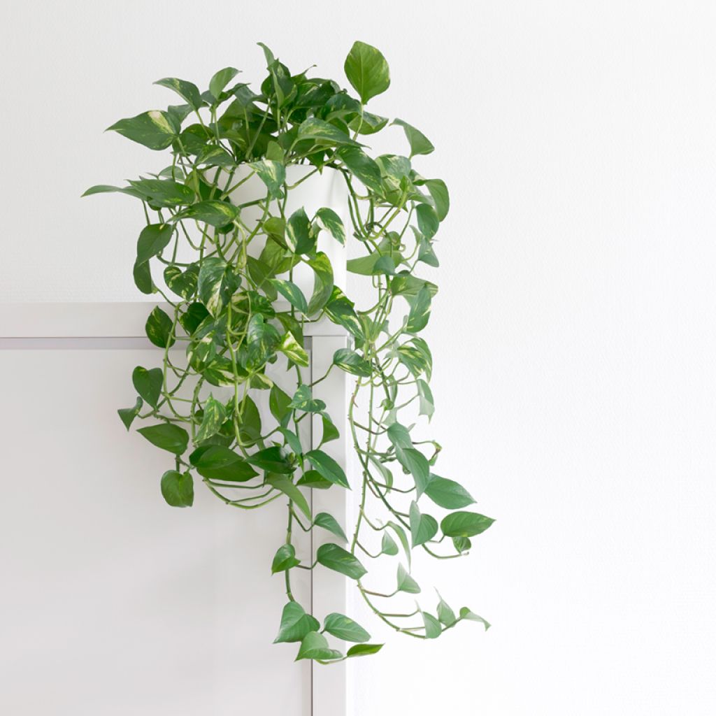 Epipremnum aureum - Pothos