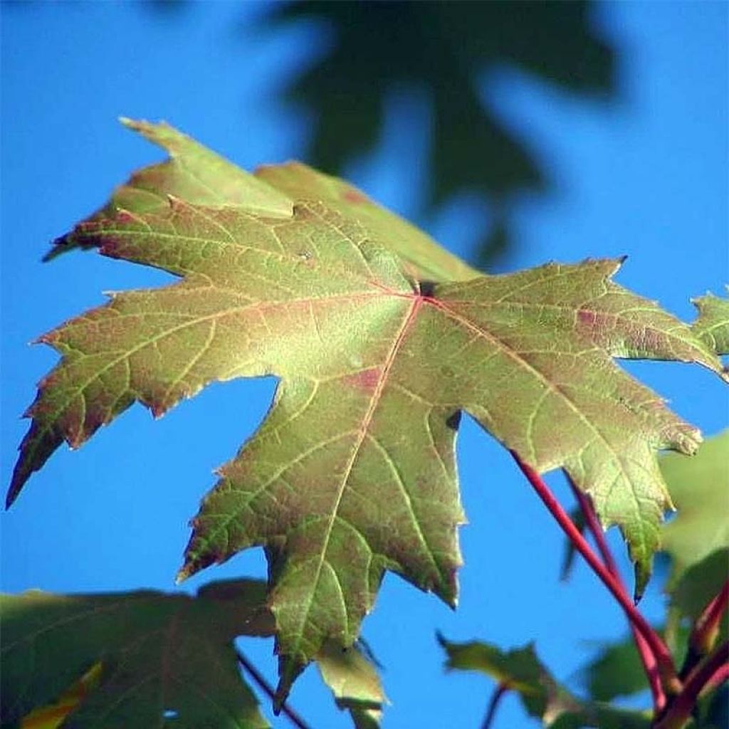 Acer x freemanii Autumn Blaze - Erable de Freeman