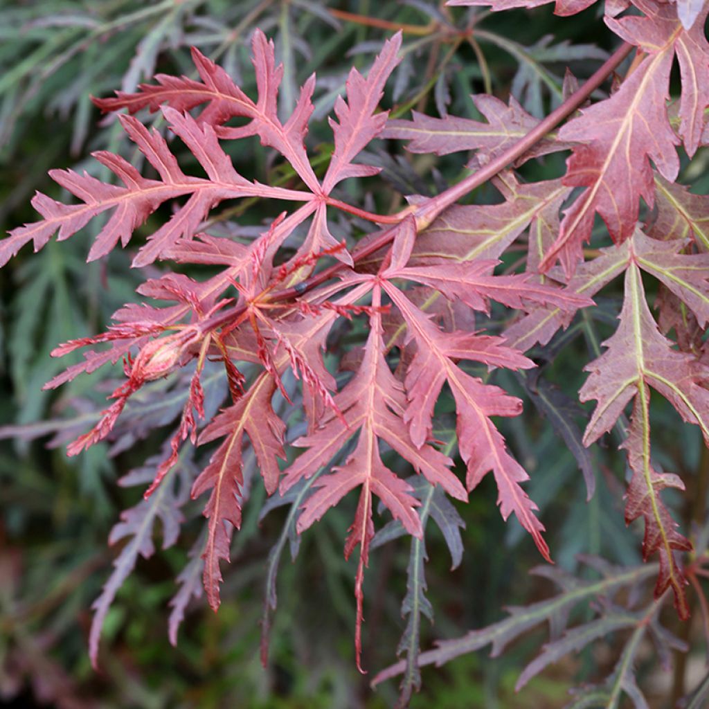 Erable du Japon - Acer palmatum Dissectum Orangeola