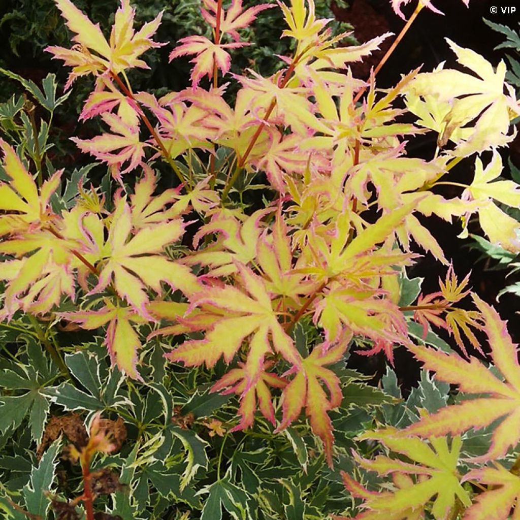 Erable du Japon - Acer palmatum Metamorphosa 'Arjos1'