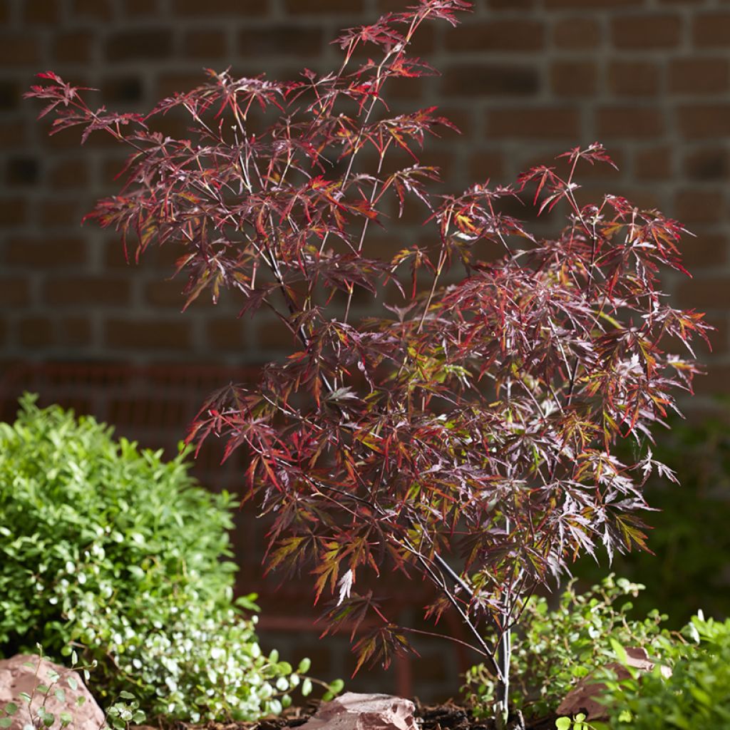 Erable du Japon - Acer palmatum Royal Garnet