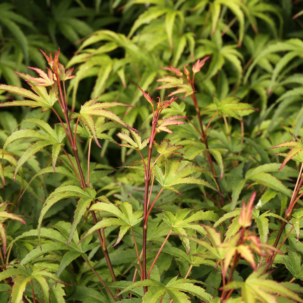 Erable du Japon - Acer palmatum Sharp's Pygmy