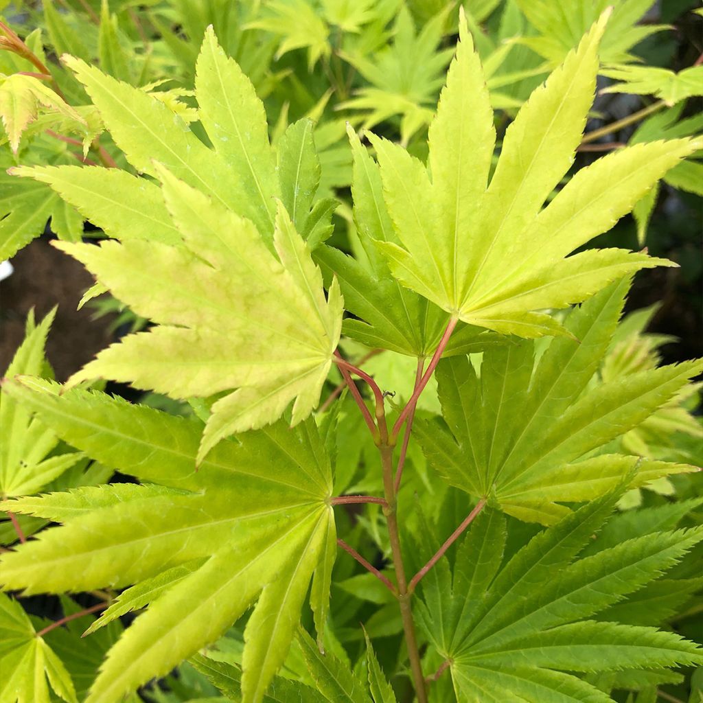 Erable du Japon - Acer palmatum Summer Gold