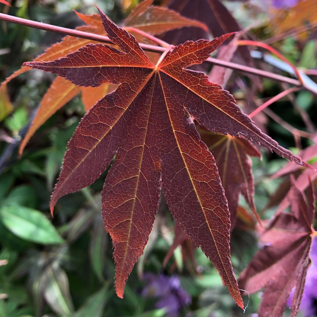 Érable du Japon - Acer palmatum Atropurpureum