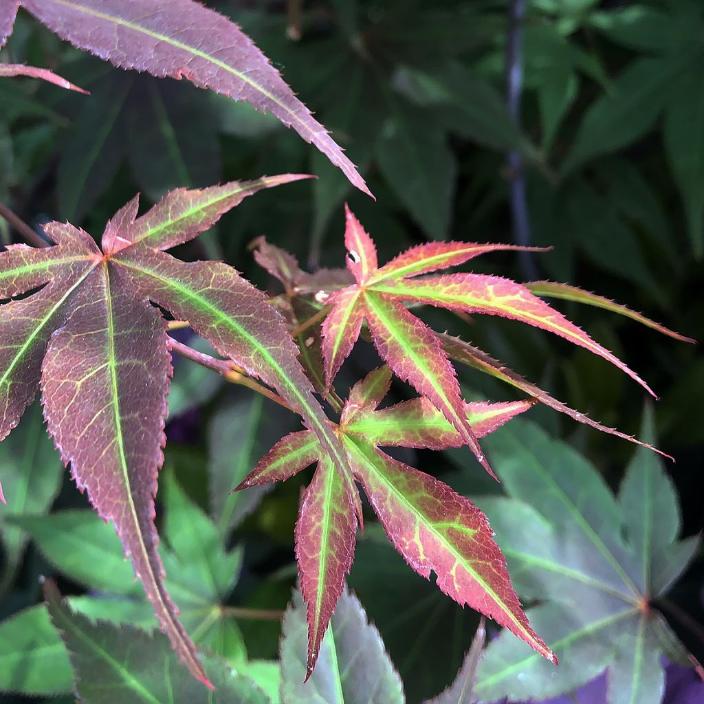 Érable du Japon - Acer palmatum Atropurpureum