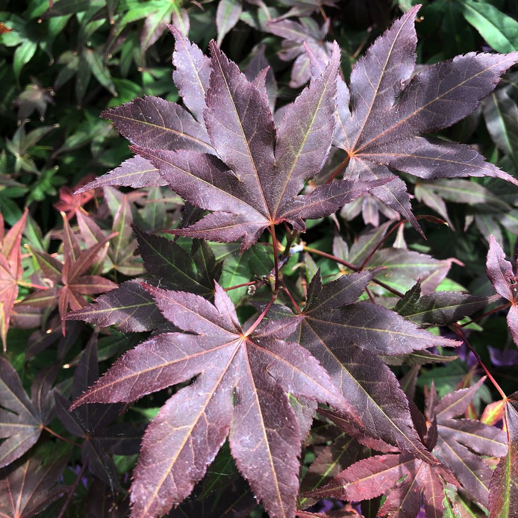 Érable du Japon - Acer palmatum Atropurpureum