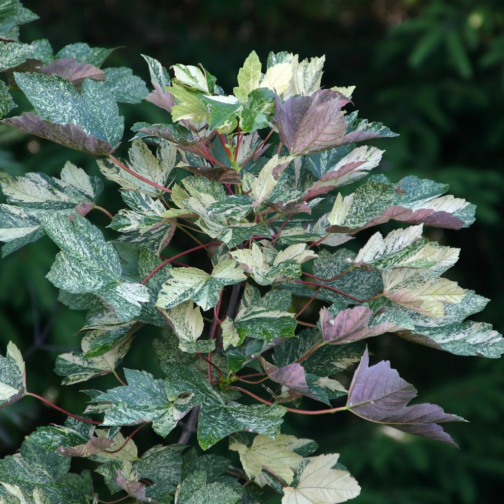 Erable sycomore Foliis Atropurpureis Argenteo - Acer pseudoplatanus