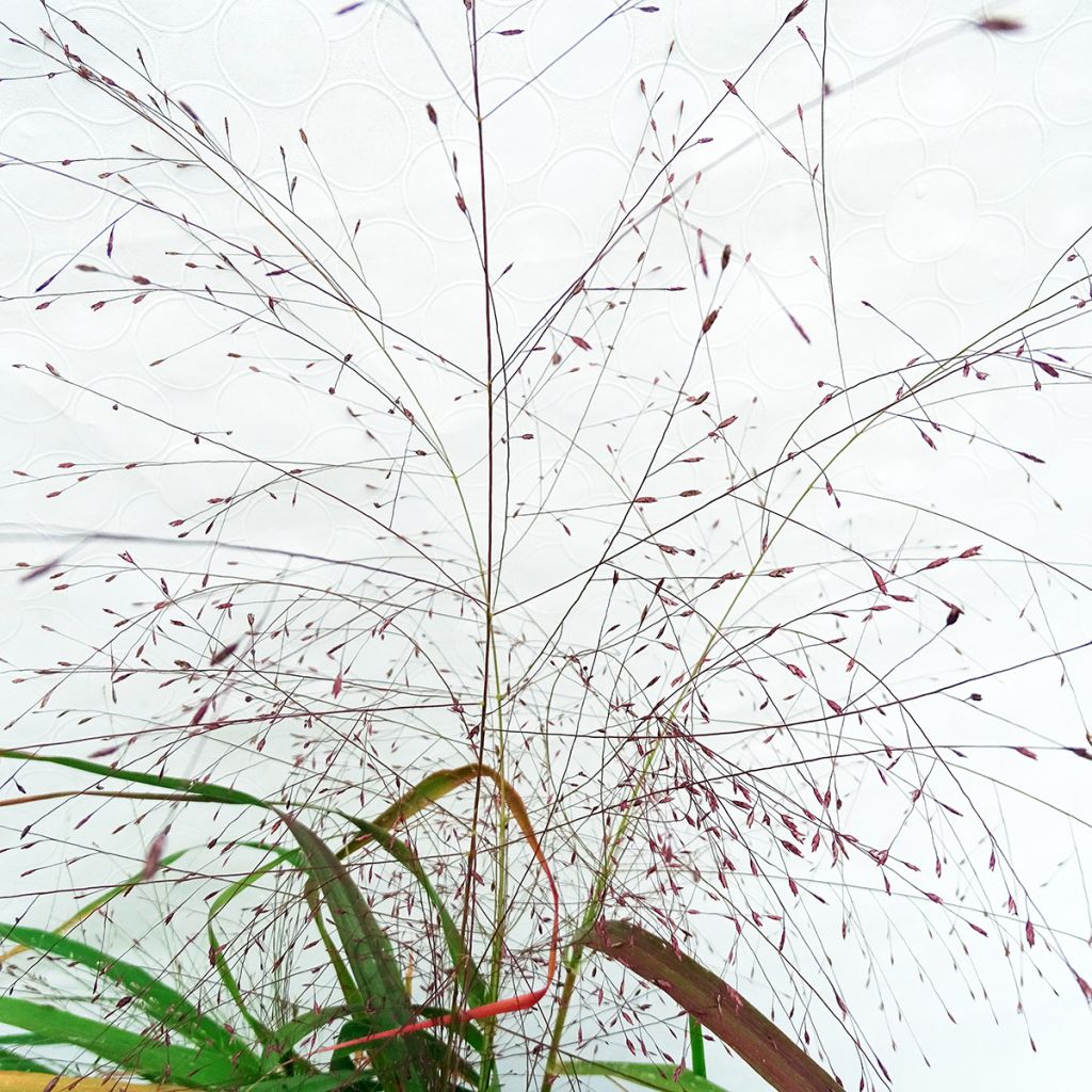 Eragrostis spectabilis - Herbe d'amour