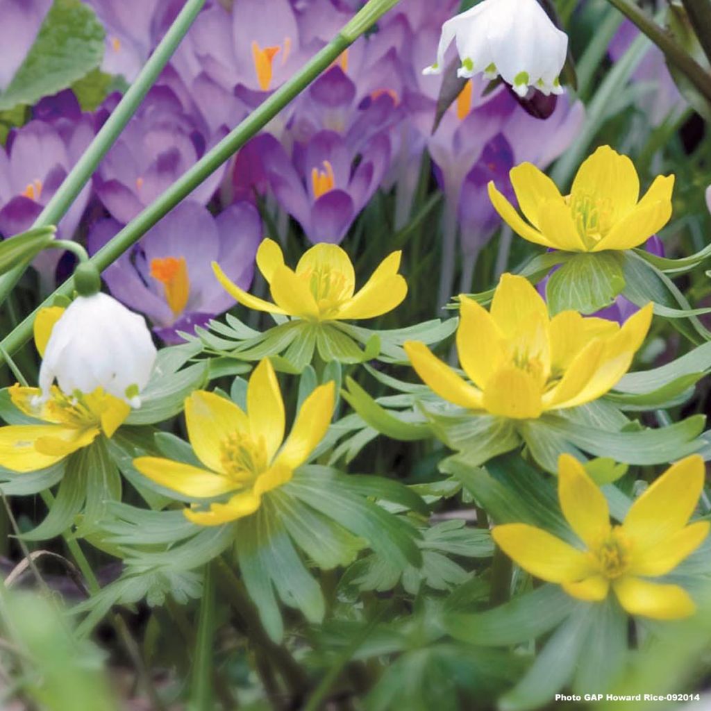 Eranthis cilicica - Aconit d'hiver