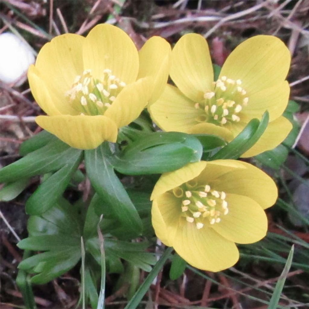 Eranthis hyemalis Schwefelglanz - Hellébore d'hiver