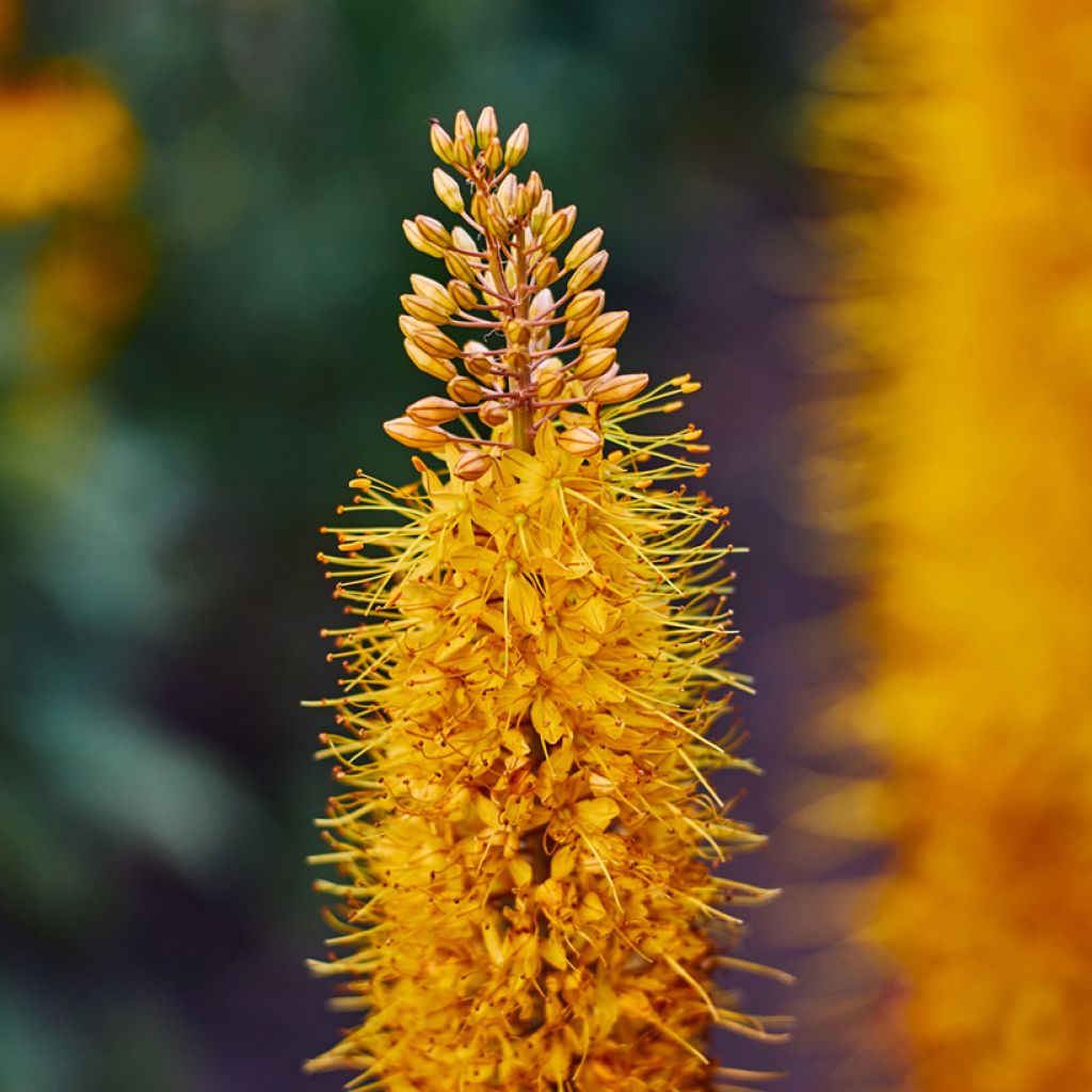 Eremurus Brun - Lis des steppes