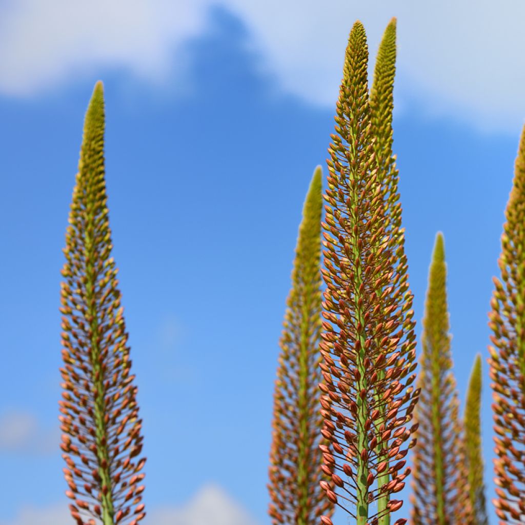 Eremurus Brun - Lis des steppes