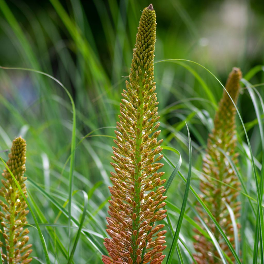 Eremurus Cléopatra - Lis des steppes