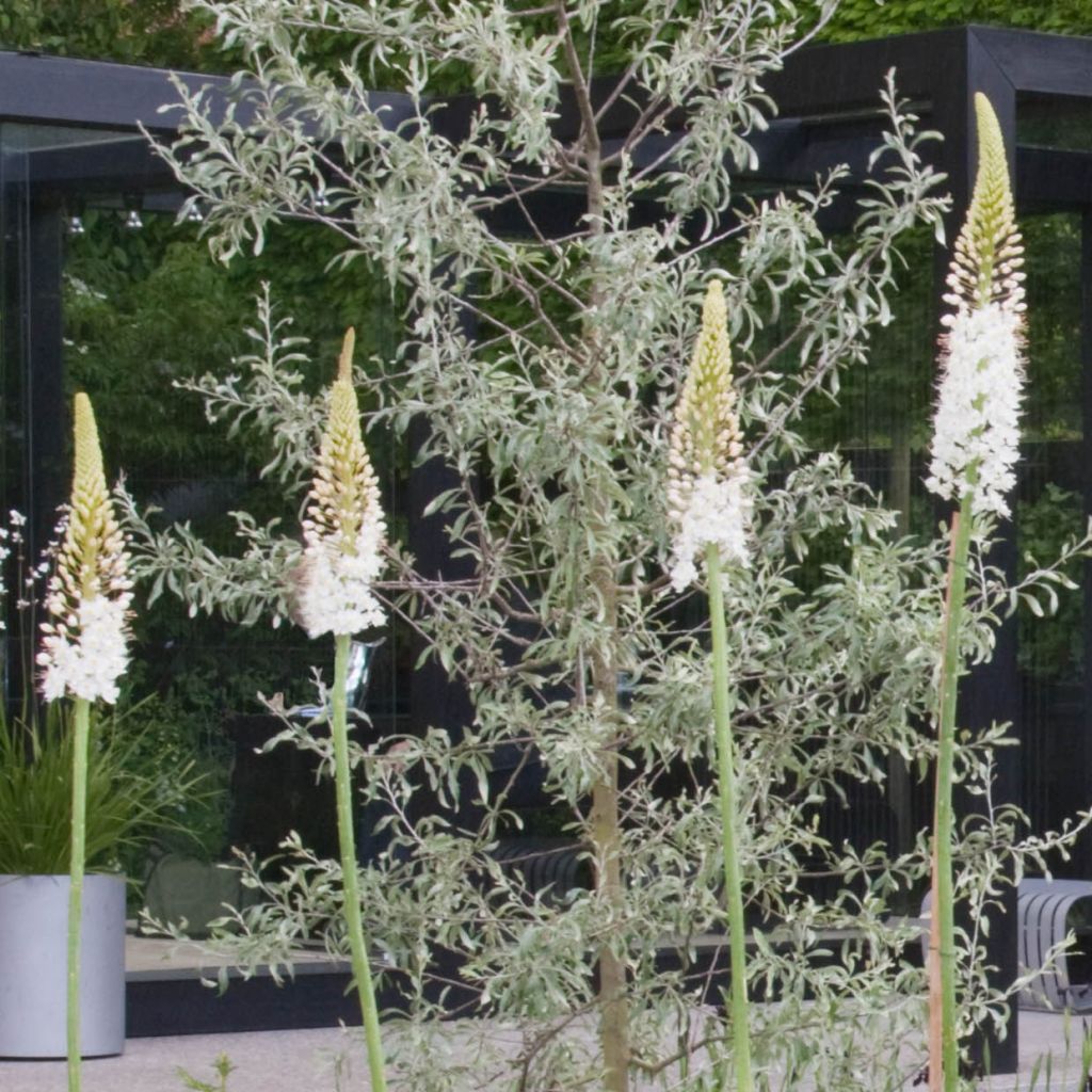 Eremurus White Beauty Favourite - Lis des steppes