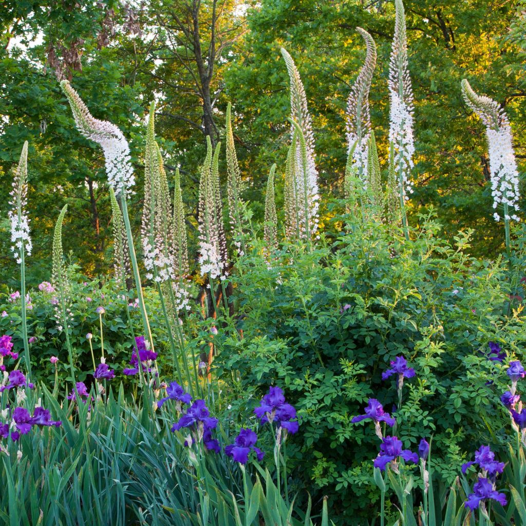 Eremurus himalaïcus - Lis des steppes