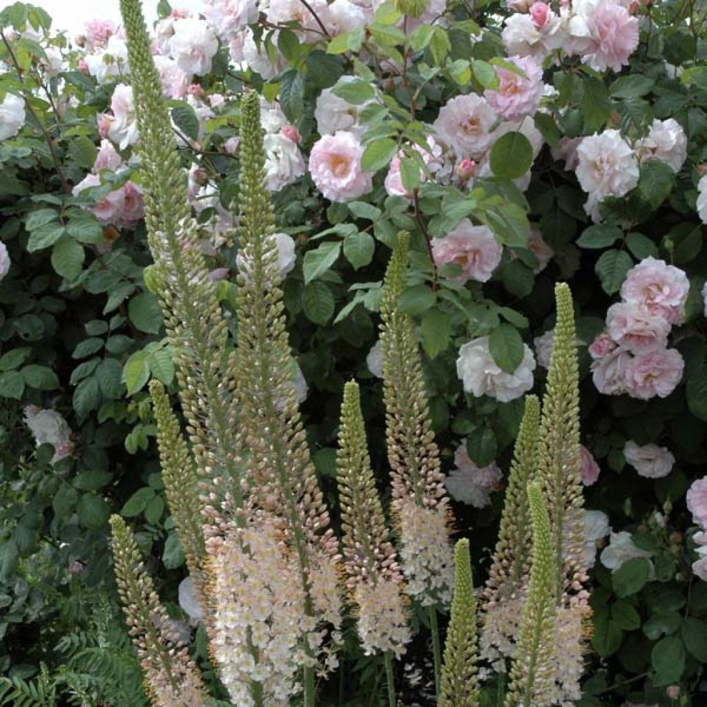 Eremurus Robustus, Lis des steppes