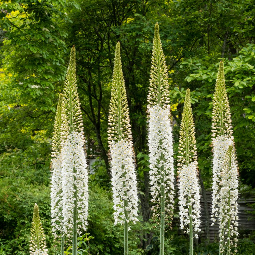 Eremurus robustus - Lis des steppes