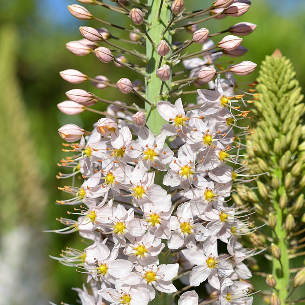 Eremurus robustus - Lis des steppes