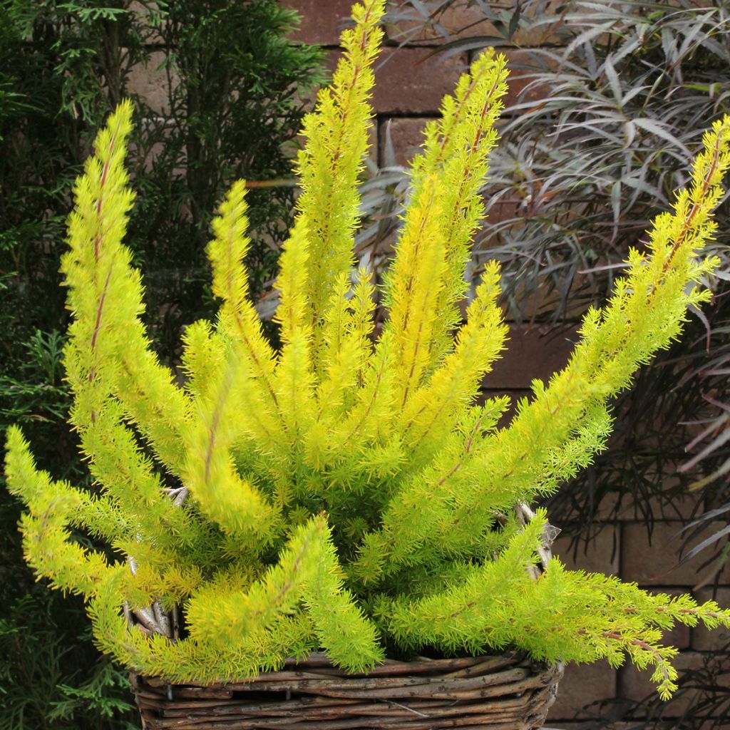 Erica arborea Albert's Gold - Bruyère arborescente