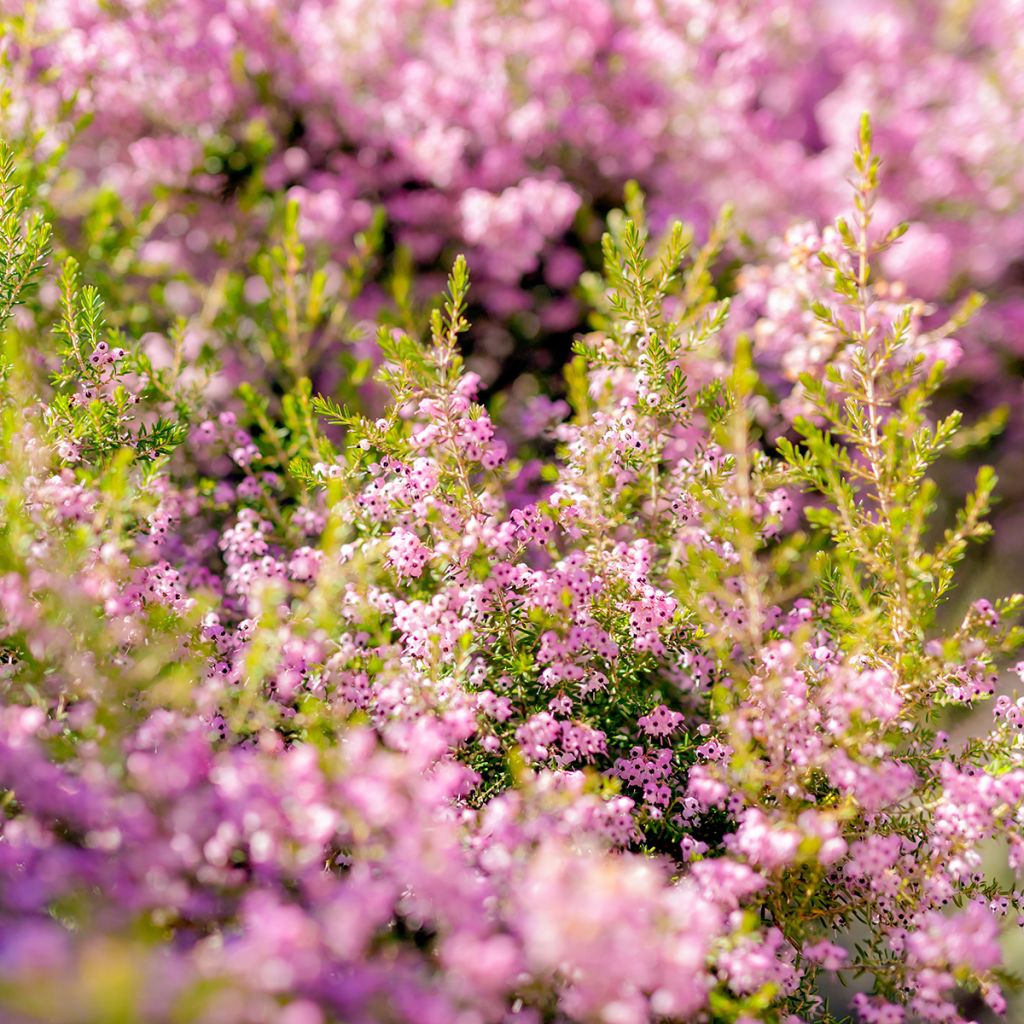 Erica canaliculata - Bruyère arbustive de Noël