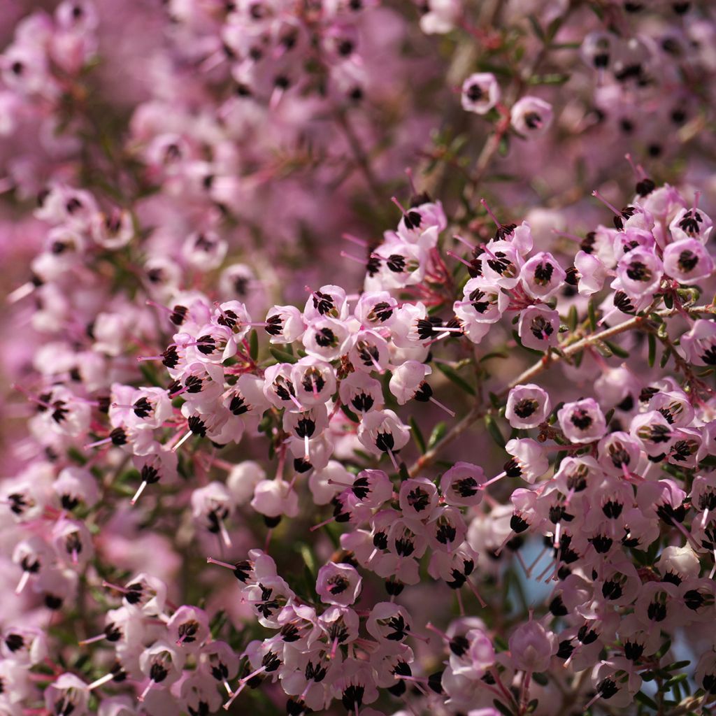 Erica canaliculata - Bruyère arbustive de Noël