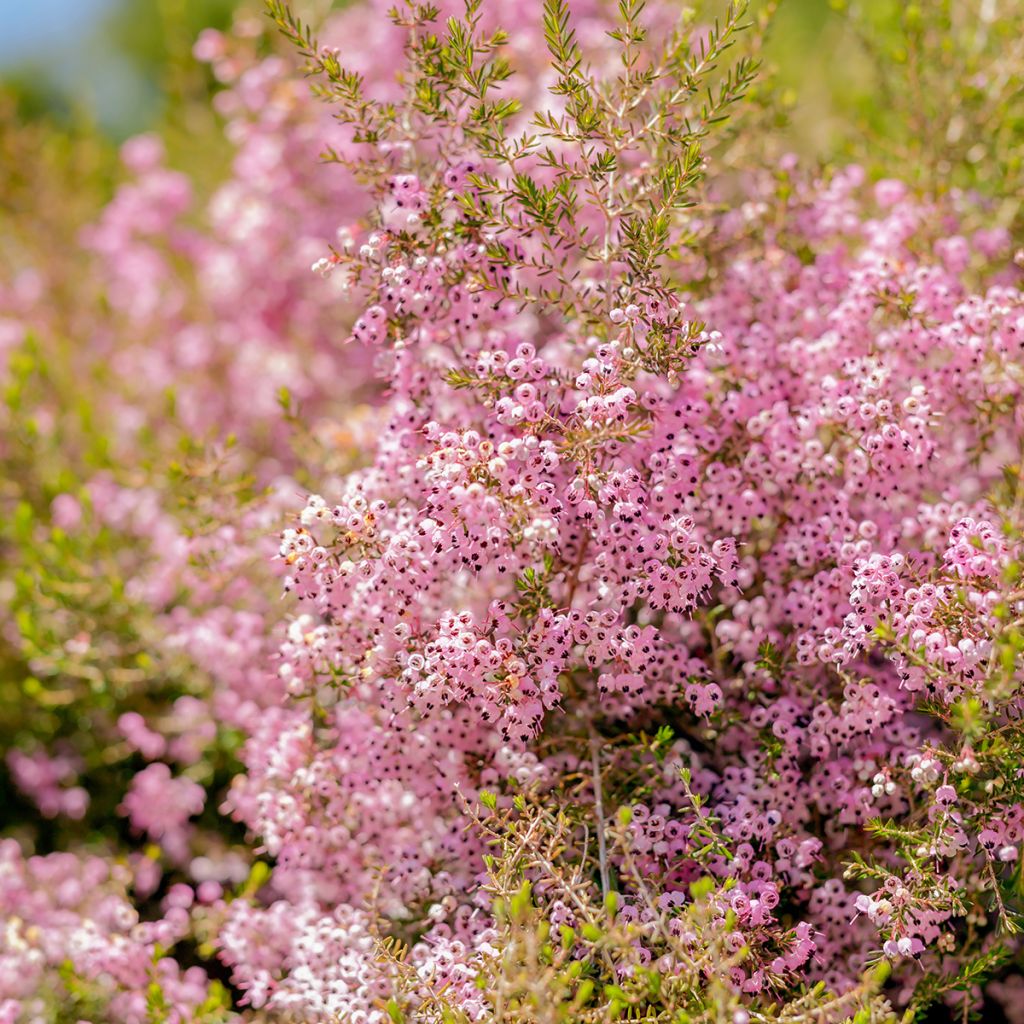 Erica canaliculata - Bruyère arbustive de Noël